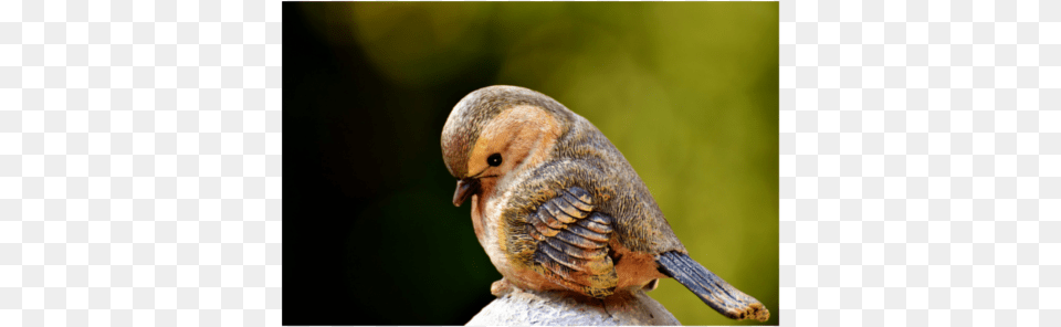 Rufous Hummingbird, Animal, Bird, Finch, Beak Free Png