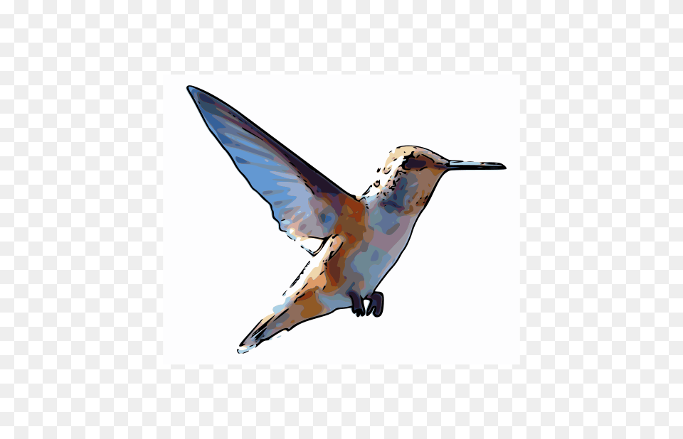 Rufous Hummingbird, Animal, Bird, Flying Free Transparent Png