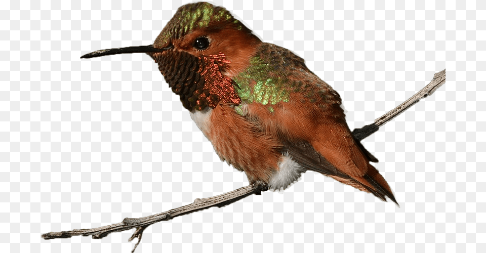 Rufous Hummingbird Williamgarrett Creativecommons Ruby Throated Hummingbird, Animal, Bird, Bee Eater Png