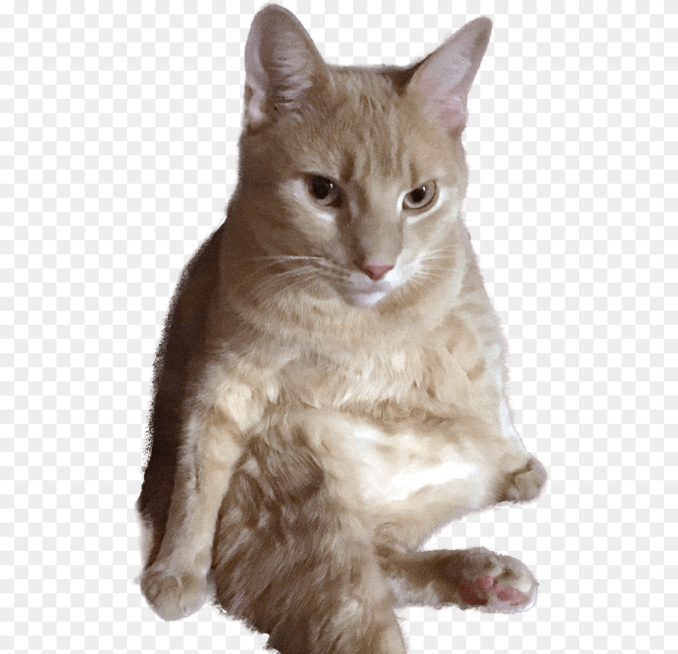Rufus The Meowdel Domestic Short Haired Cat, Abyssinian, Animal, Mammal, Pet Free Png Download