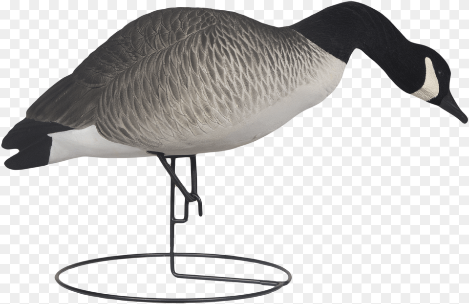Rugged Full Body Canada Active Feeder Right Side Fully, Animal, Bird, Goose, Waterfowl Png Image