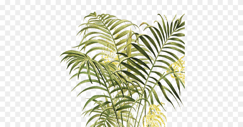 Rum Sugar Drinks, Fern, Leaf, Plant, Tree Png