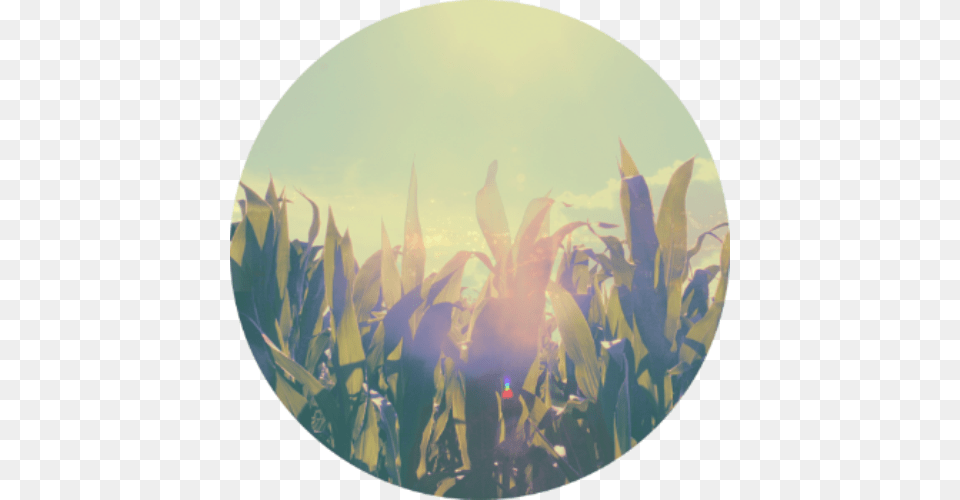 Run Around A Cornfield Good Background, Photography, Flare, Light, Leaf Free Png