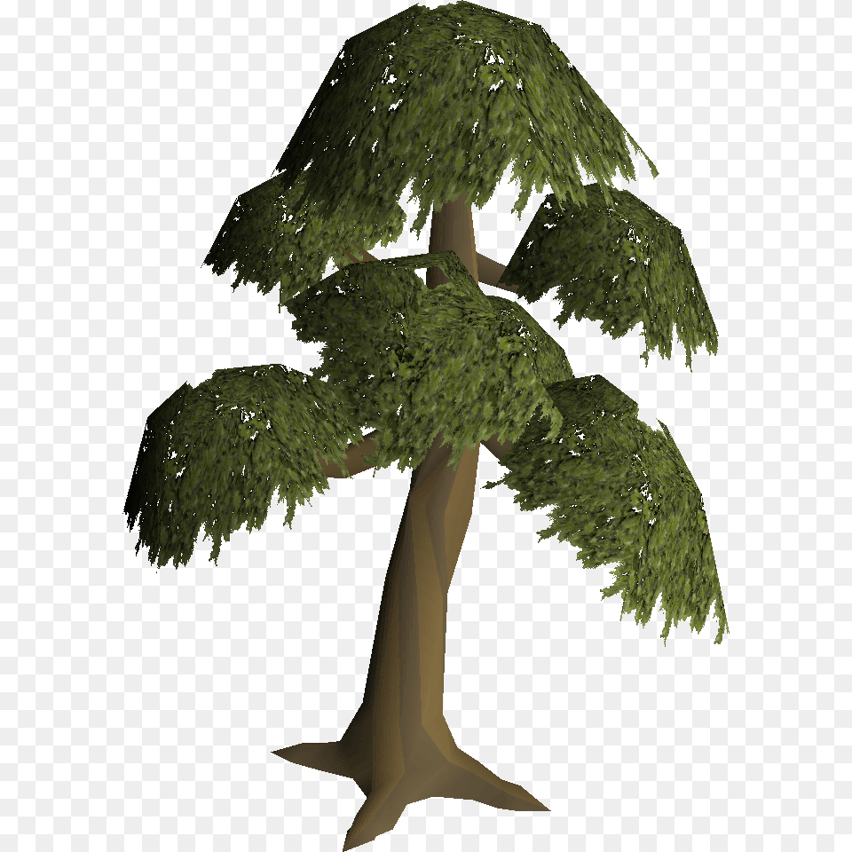 Runescape Yew Tree, Potted Plant, Plant, Green, Conifer Png