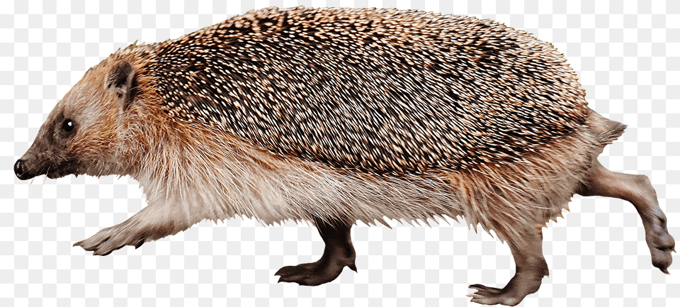 Running Hedgehog High Speed Hedgehog, Animal, Mammal, Bear, Wildlife Free Png Download