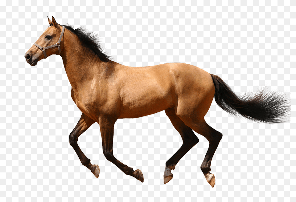 Running Horse Clipart Animal, Colt Horse, Mammal Free Transparent Png