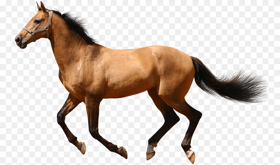 Running Horse No Background Transparent Image Web Horse Running Transparent Background, Animal, Colt Horse, Mammal, Stallion Free Png Download