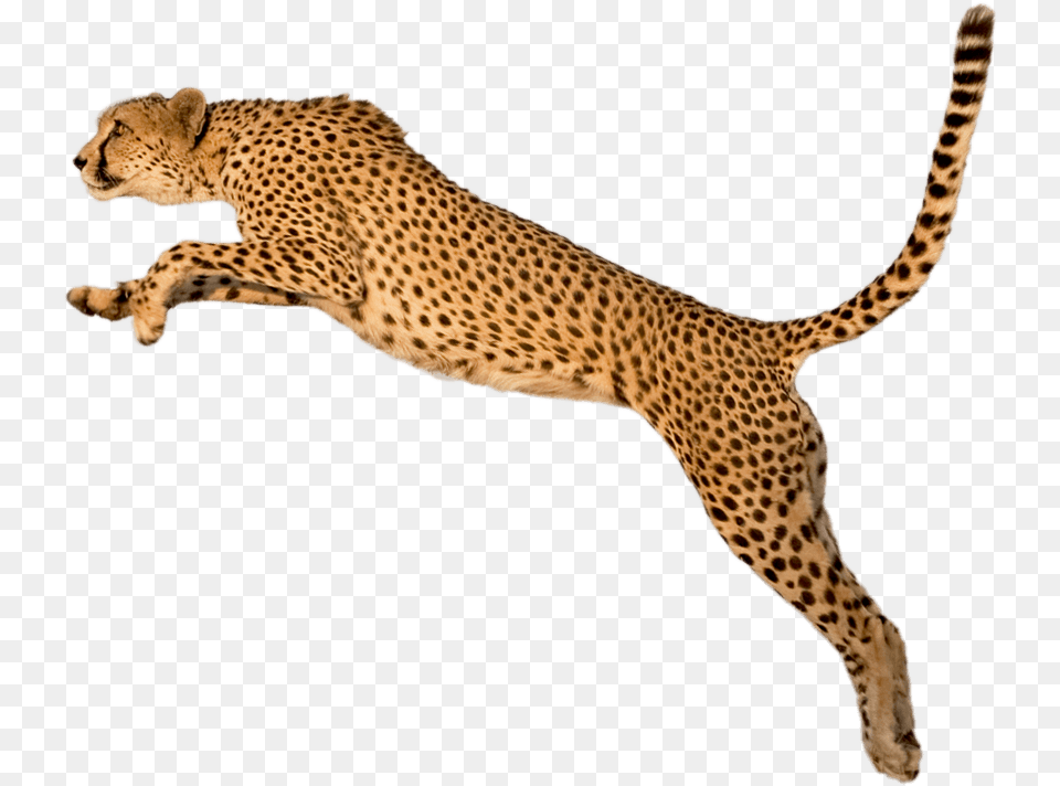 Running Leopard Image Background Cheetah, Animal, Mammal, Wildlife Free Png Download