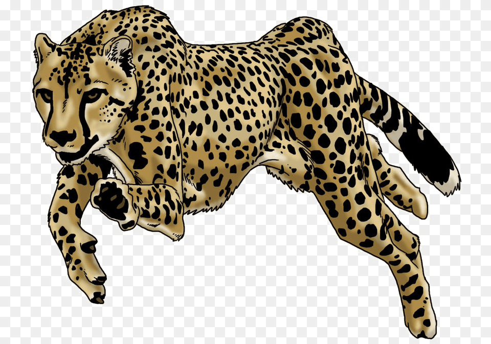 Running Leopard Background Leopard Drawing, Animal, Cheetah, Mammal, Wildlife Png Image