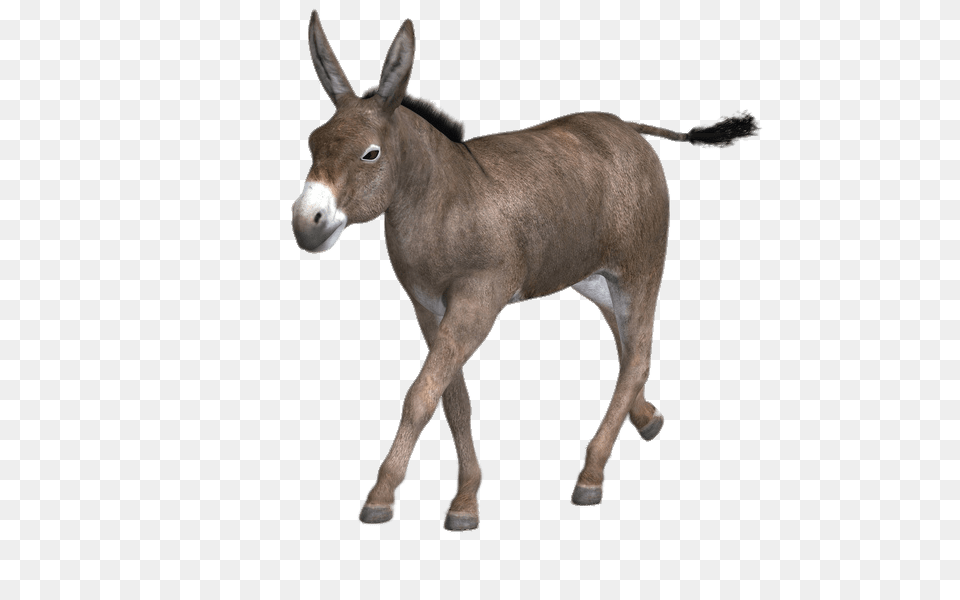 Running Mule, Animal, Donkey, Mammal, Kangaroo Png Image