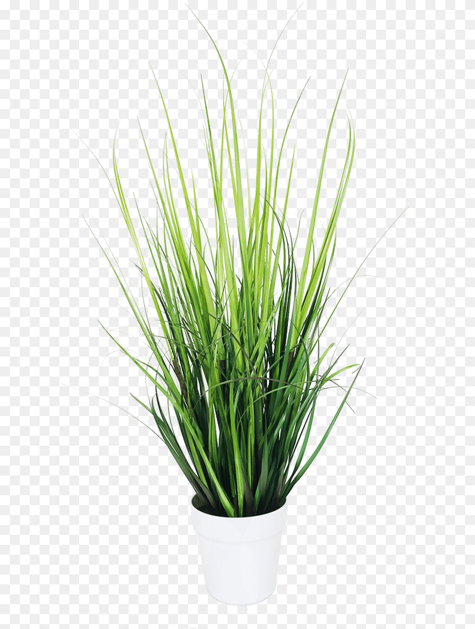 Ruoho Tekokasvi 83 Cm, Grass, Plant, Potted Plant Png Image