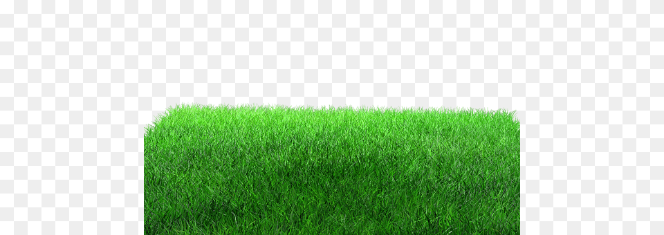 Rush Grass, Lawn, Plant, Moss Png