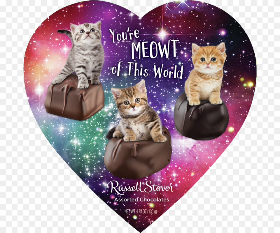 Russell Stover Assorted Meme Hearts Domestic Short Haired Cat, Animal, Kitten, Mammal, Pet Free Transparent Png