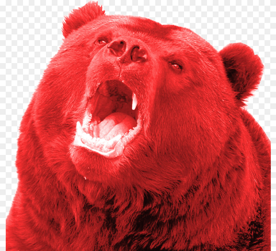 Russian Bears Download Bear Yawning, Animal, Mammal, Wildlife Free Transparent Png