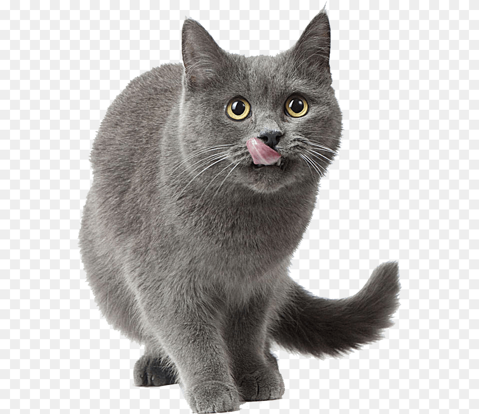 Russian Blue Cat, Animal, Body Part, Mammal, Mouth Png