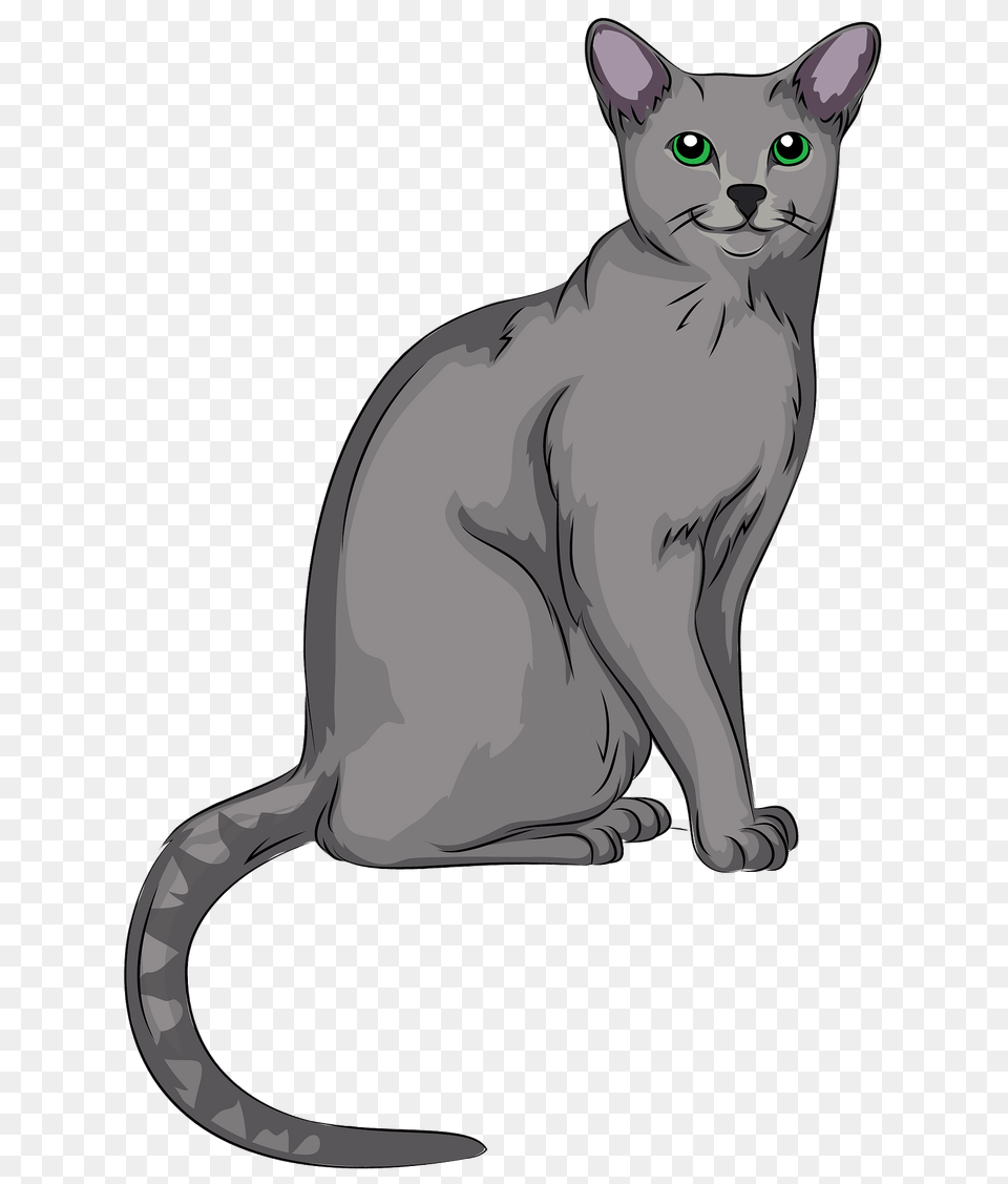 Russian Blue Cat Clipart, Animal, Mammal, Pet Png