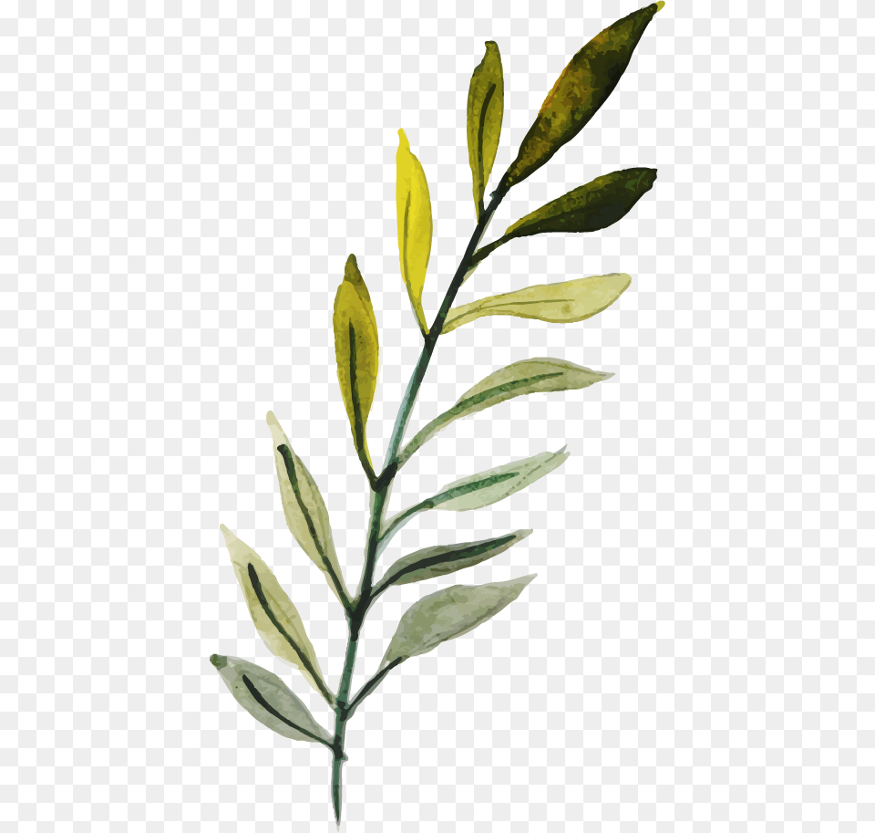 Russian Olive, Herbal, Herbs, Leaf, Plant Free Png