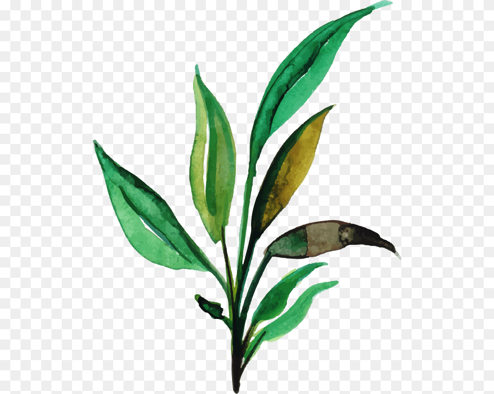 Russian Olive, Herbal, Herbs, Leaf, Plant Free Transparent Png
