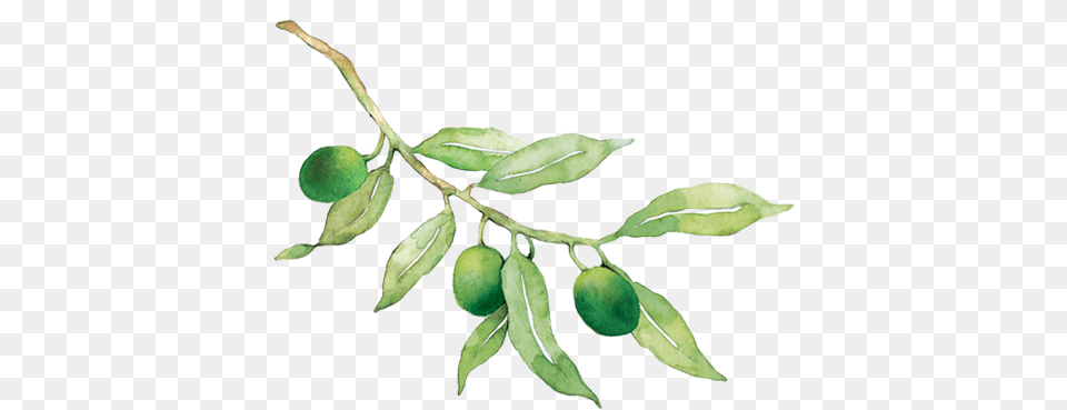 Russian Olive, Citrus Fruit, Food, Fruit, Leaf Png Image