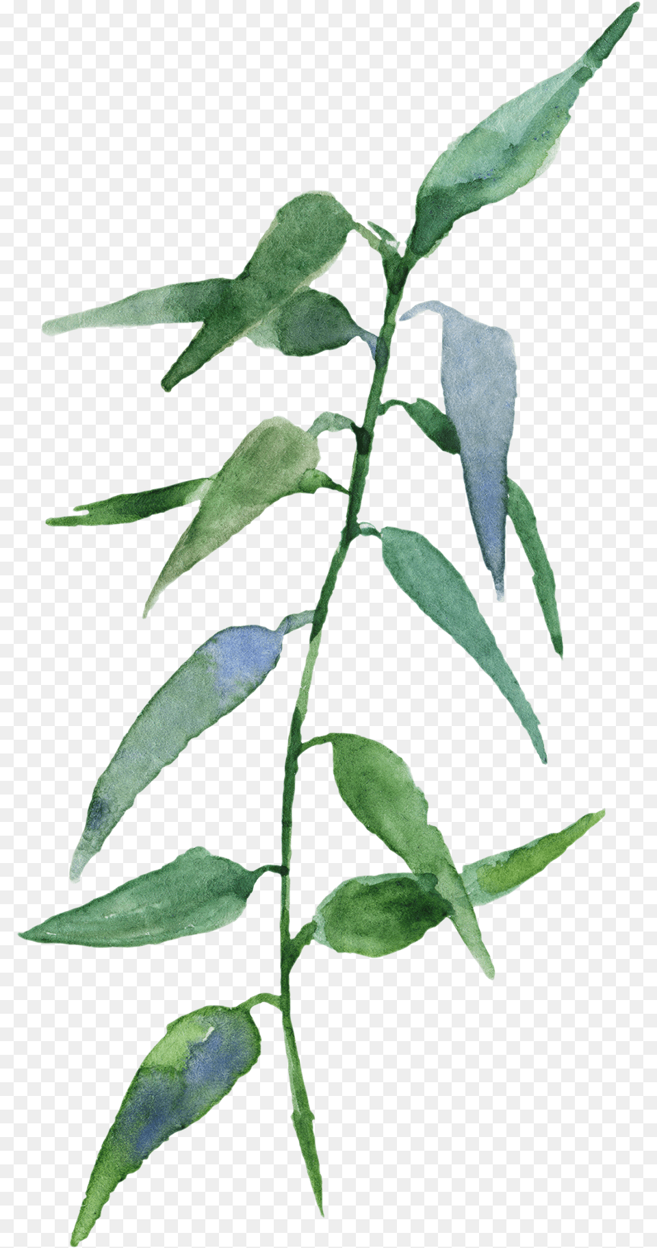 Russian Olive, Acanthaceae, Flower, Leaf, Plant Free Transparent Png