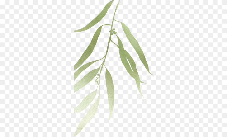 Russian Olive, Leaf, Plant, Tree, Grass Free Transparent Png
