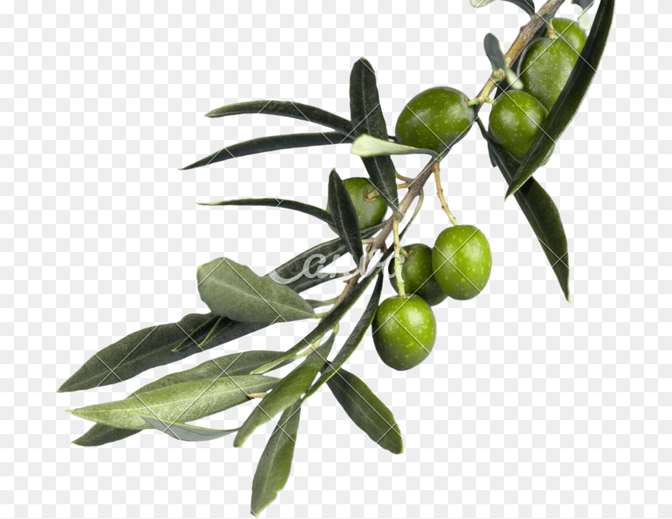 Russian Olive Olive Branch, Lime, Citrus Fruit, Food, Fruit Free Transparent Png