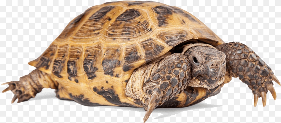 Russian Tortoise, Animal, Reptile, Sea Life, Turtle Free Transparent Png