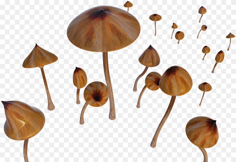Russula Integra, Fungus, Plant, Agaric, Mushroom Free Png