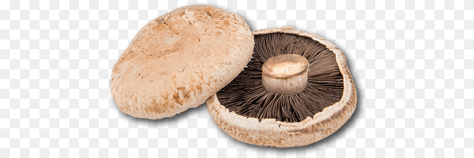 Russula Integra, Fungus, Plant, Agaric, Amanita Free Png