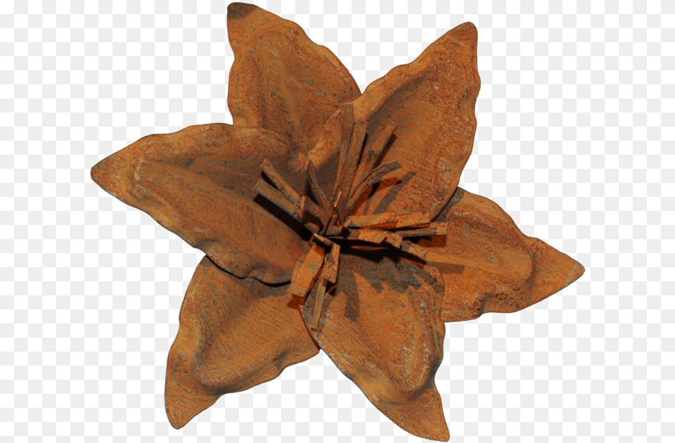 Rust Lily Flower U2013 Watson And Co Clematis, Plant, Person Png