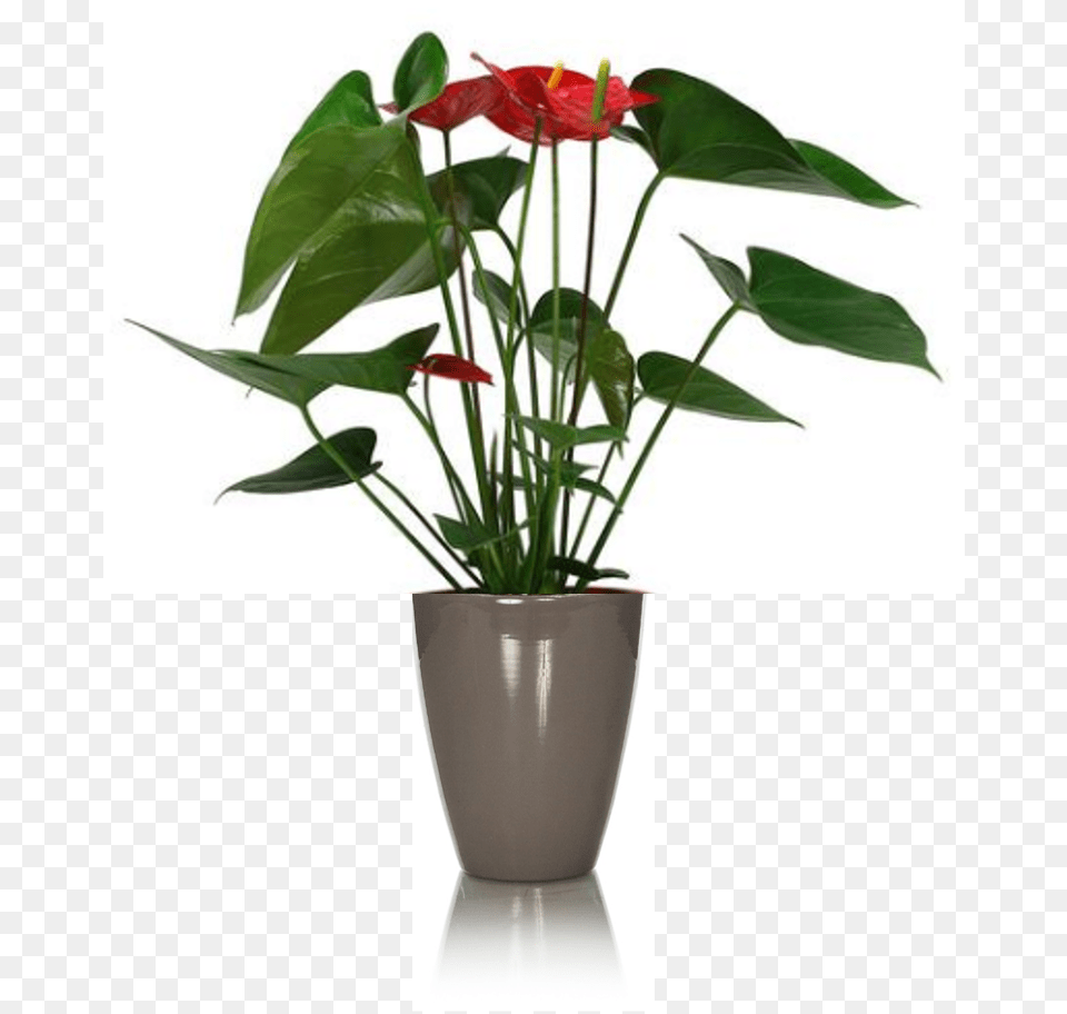 Rustic Anthurium Laceleaf, Flower, Flower Arrangement, Jar, Plant Free Png Download