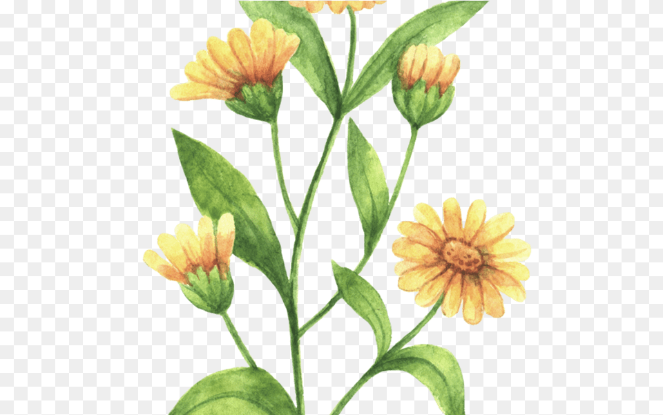 Rustic Marigold Seeds Wedding Favour Marry Golds Wildflower Calendula Flower Drawing, Daisy, Herbal, Herbs, Petal Free Png