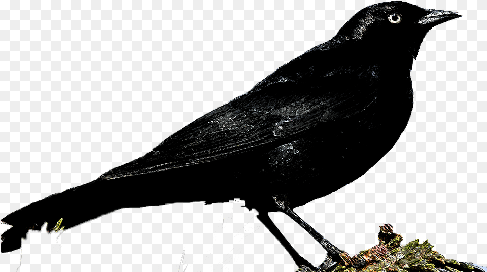 Rusty Blackbird, Animal, Bird Png