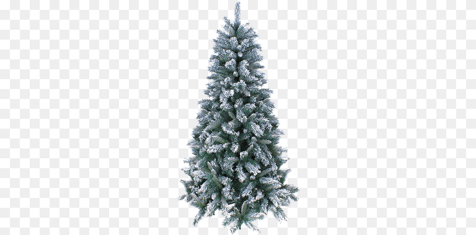 Rvore De Natal Nevada Verde Background Real Christmas Tree, Plant, Fir, Pine, Christmas Decorations Free Transparent Png