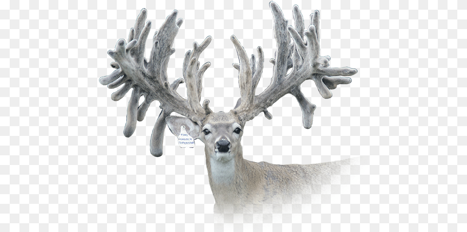 Rw Trophy Ranch Texas Whitetail Deer Breeding Terrell Rw Trophy Ranch Ltd, Animal, Antler, Mammal, Wildlife Png Image