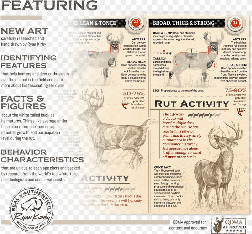 Ryan Kirby Growth Maturity Whitetail Buck Features, Animal, Mammal, Wildlife, Deer Free Png Download