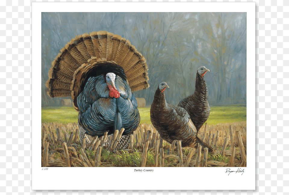 Ryan Kirby Turkey Country Nwtf Stamp Print, Animal, Beak, Bird, Fowl Png Image
