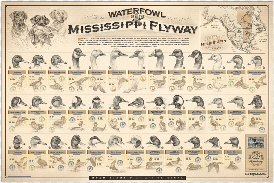 Ryan Kirby Waterfowl Mississippi Flyway Poster Duck Waterfowl Of The Pacific Flyway, Animal, Canine, Dog, Mammal Free Png Download