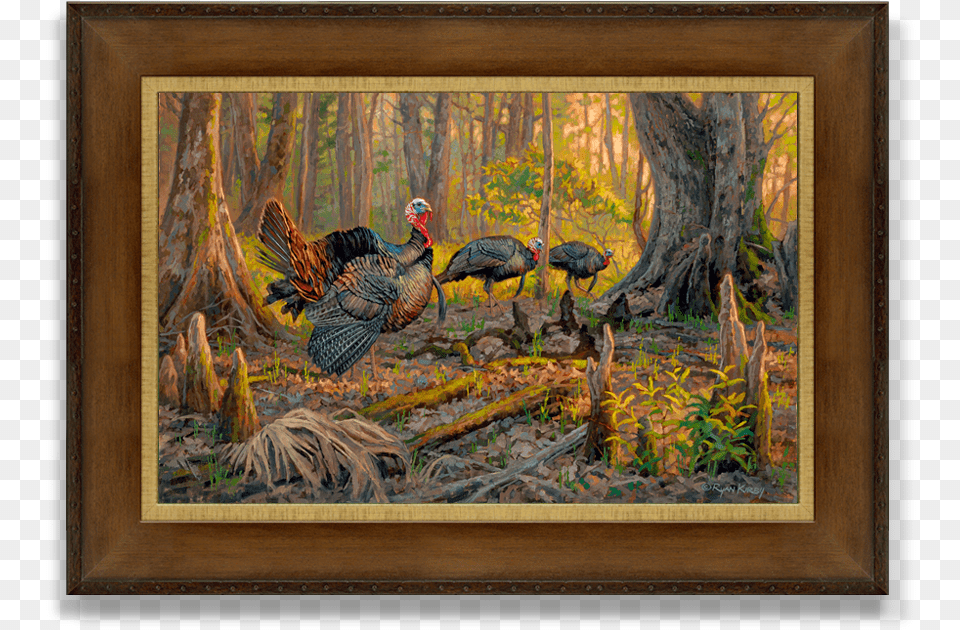 Ryan Kirby Wild Turkey Canvas Print Cypress Sunrise, Animal, Bird, Chicken, Fowl Free Png Download