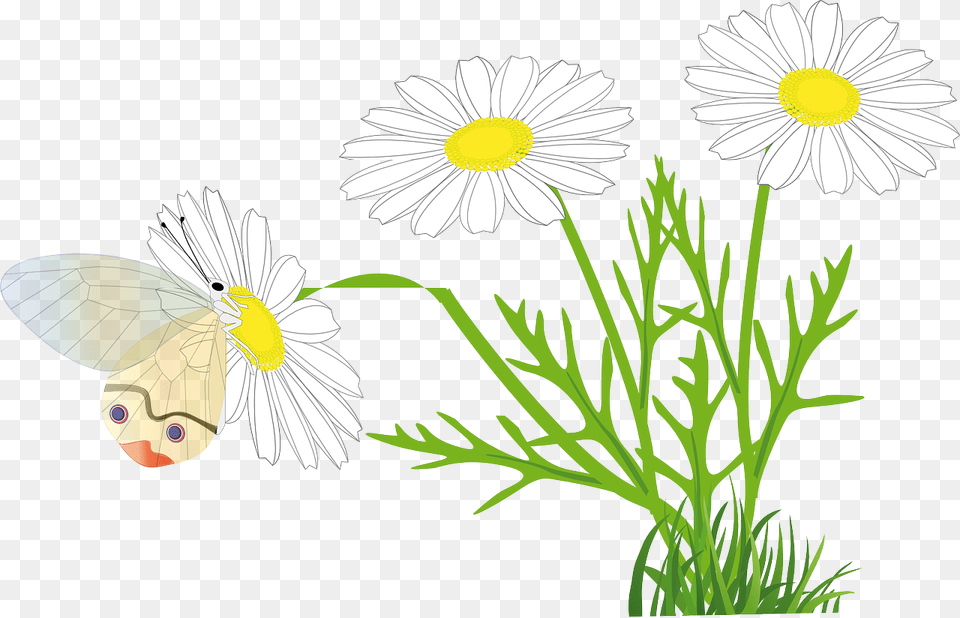 Rysunek Stokrotka, Daisy, Flower, Plant, Petal Png Image