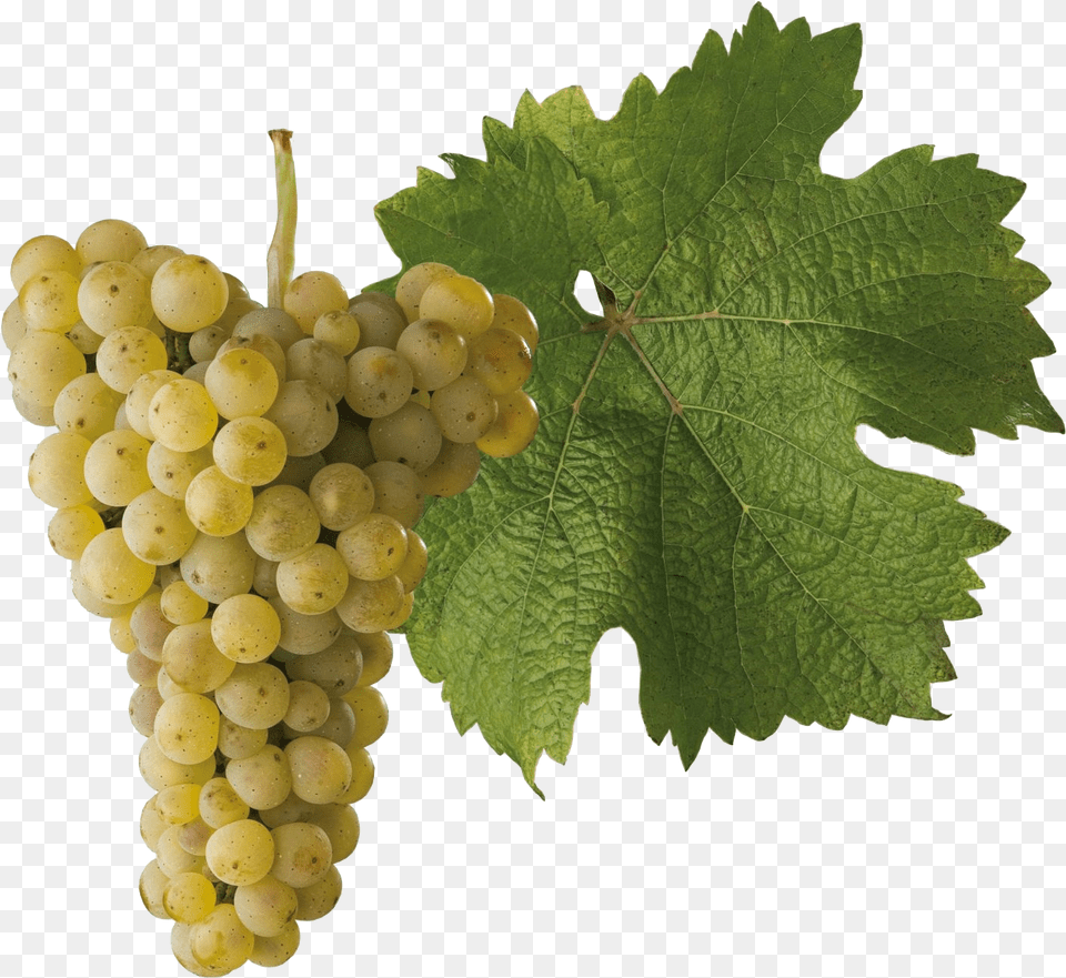 Ryzlink Rnsk Riesling Grape Transparent, Food, Fruit, Grapes, Plant Free Png Download