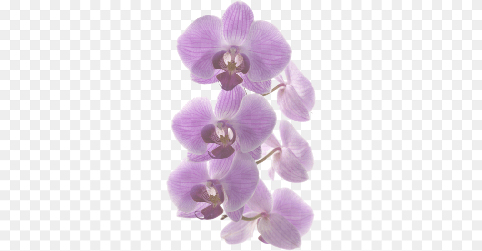 S Blue, Flower, Orchid, Plant Free Png Download