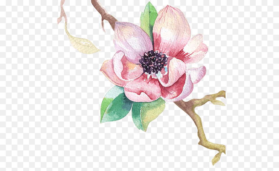 S Chinese Magnolia, Anemone, Plant, Dahlia, Flower Free Png Download