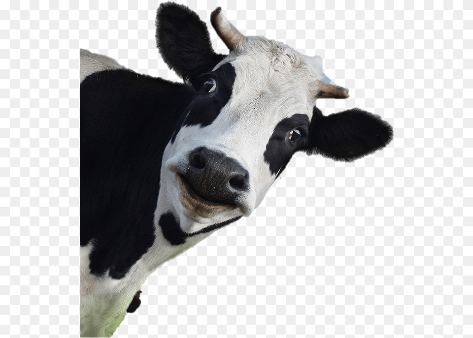 S Gt 1200x740 For Mobile Wallpaper Dairy Cow No Background, Animal, Cattle, Livestock, Mammal Free Png