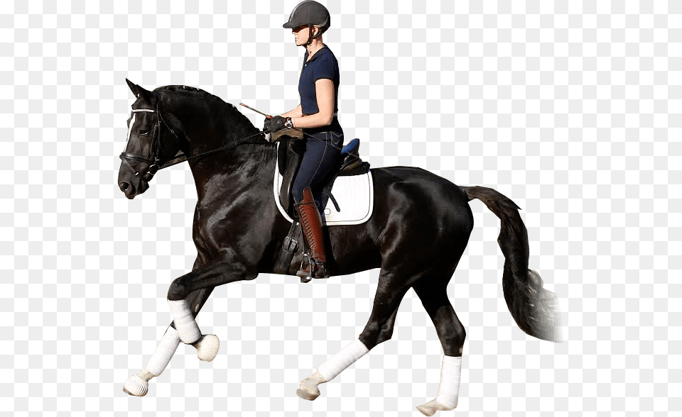 S Horse Dressage Transparent, Adult, Female, Person, Woman Png