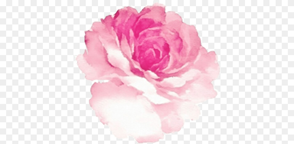 S L Mount Pink Rose Watercolor, Carnation, Flower, Plant, Petal Free Transparent Png