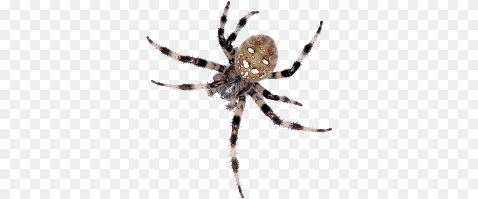 S Spiders Found In Ontario, Animal, Garden Spider, Insect, Invertebrate Free Png