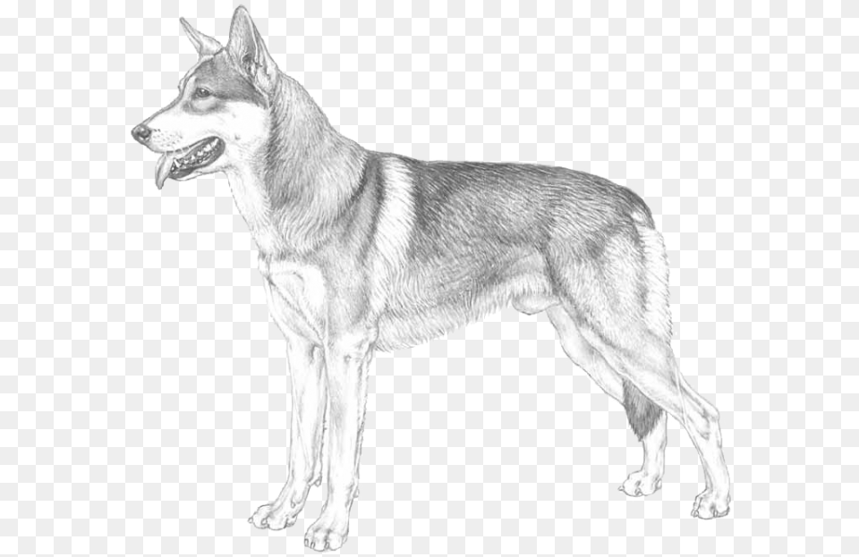 Saarlooswolfdog Saarlooswolfhond Dog Yawns, Animal, Canine, Mammal, Pet Png Image