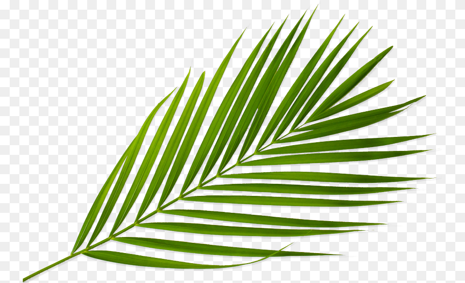 Sabal Minor, Green, Leaf, Palm Tree, Plant Free Png