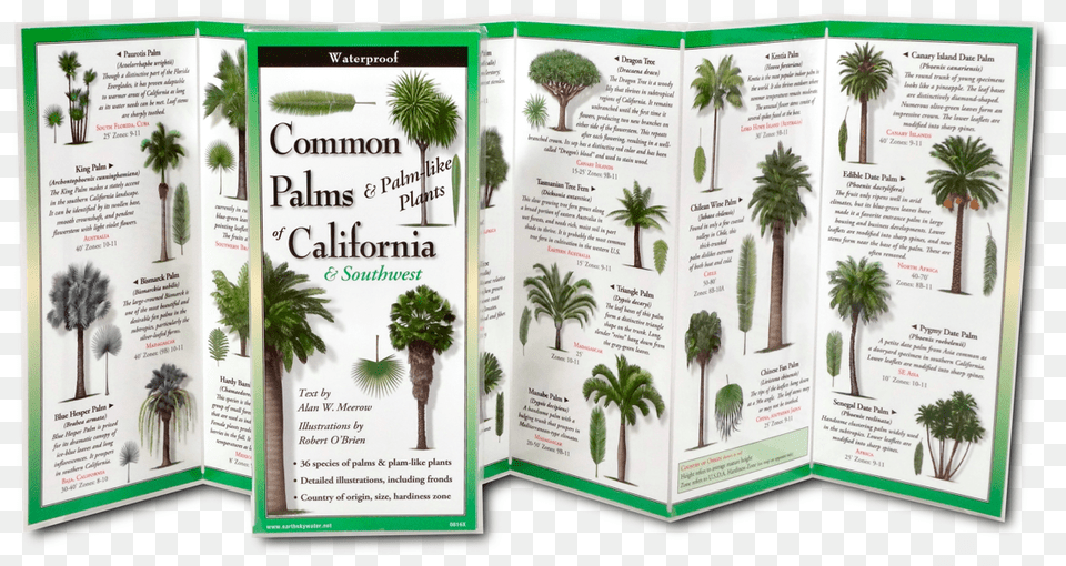 Sabal Minor, Advertisement, Palm Tree, Plant, Poster Free Png Download